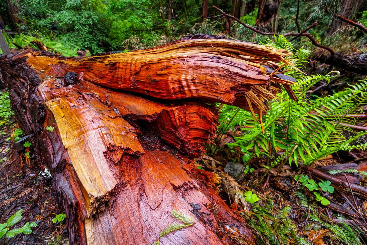The beautiful red wood of the Western Red Cedar Tree